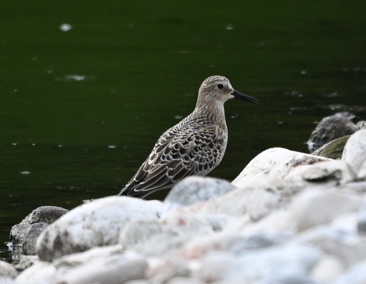 Baird's Sandpiper - ML623114037