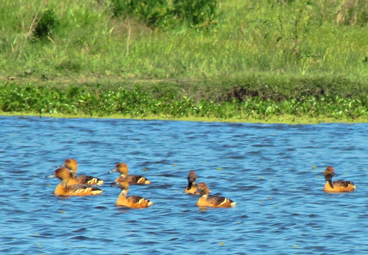 Fulvous Whistling-Duck - ML623114083