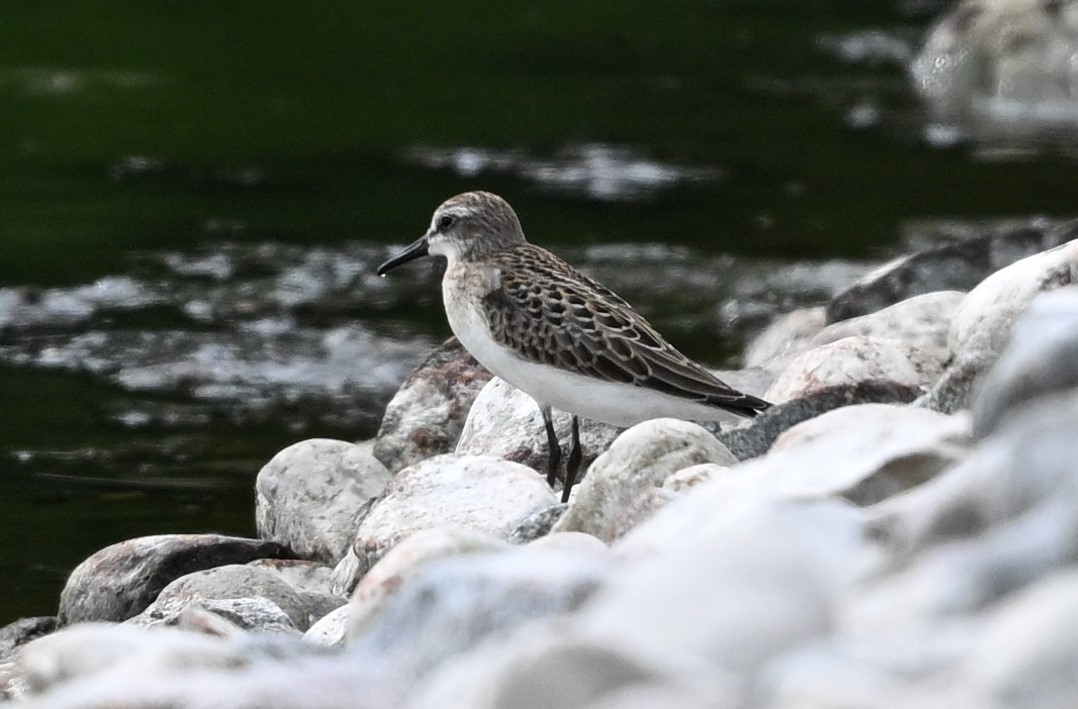 Semipalmated Sandpiper - ML623114124