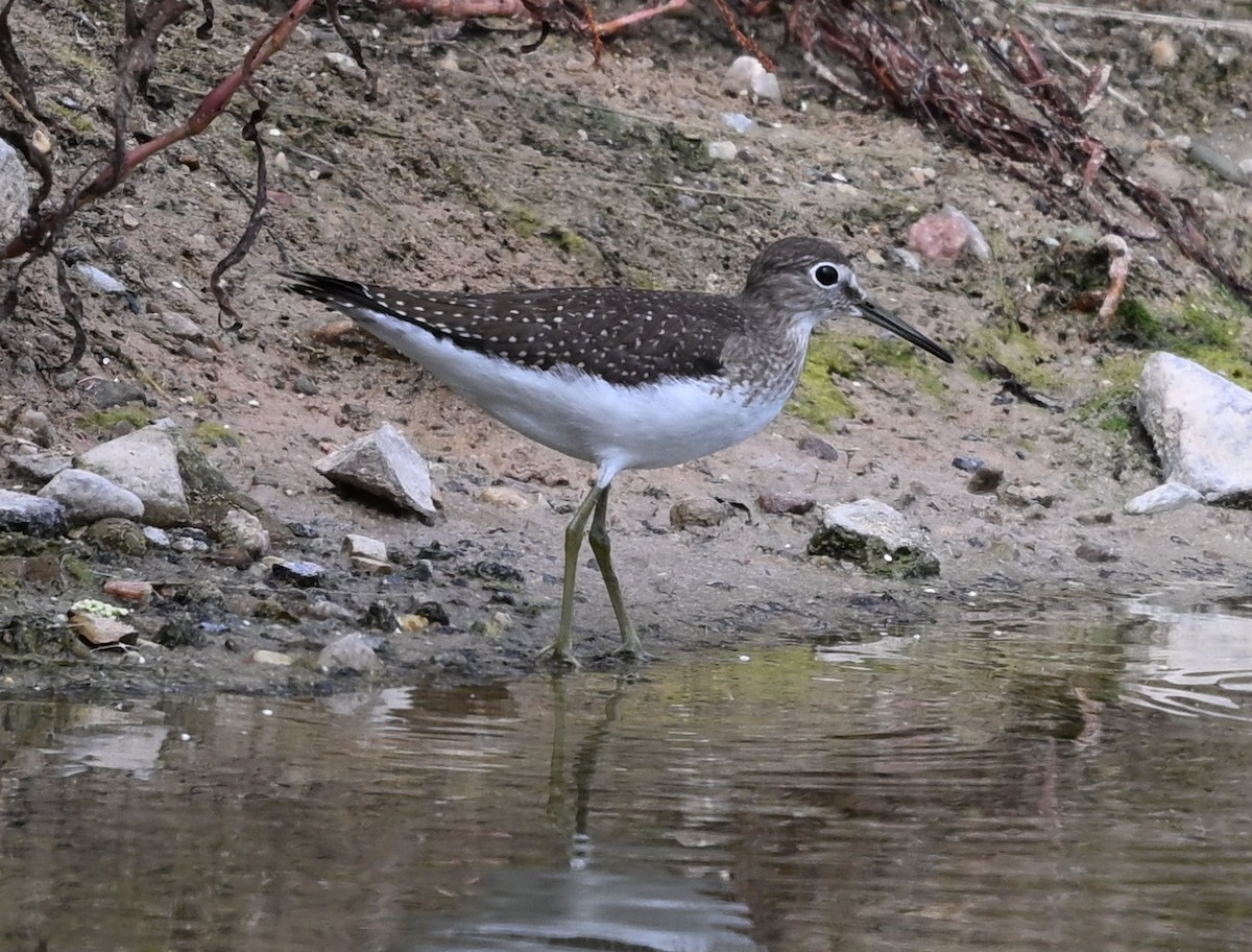 Solitary Sandpiper - ML623114147