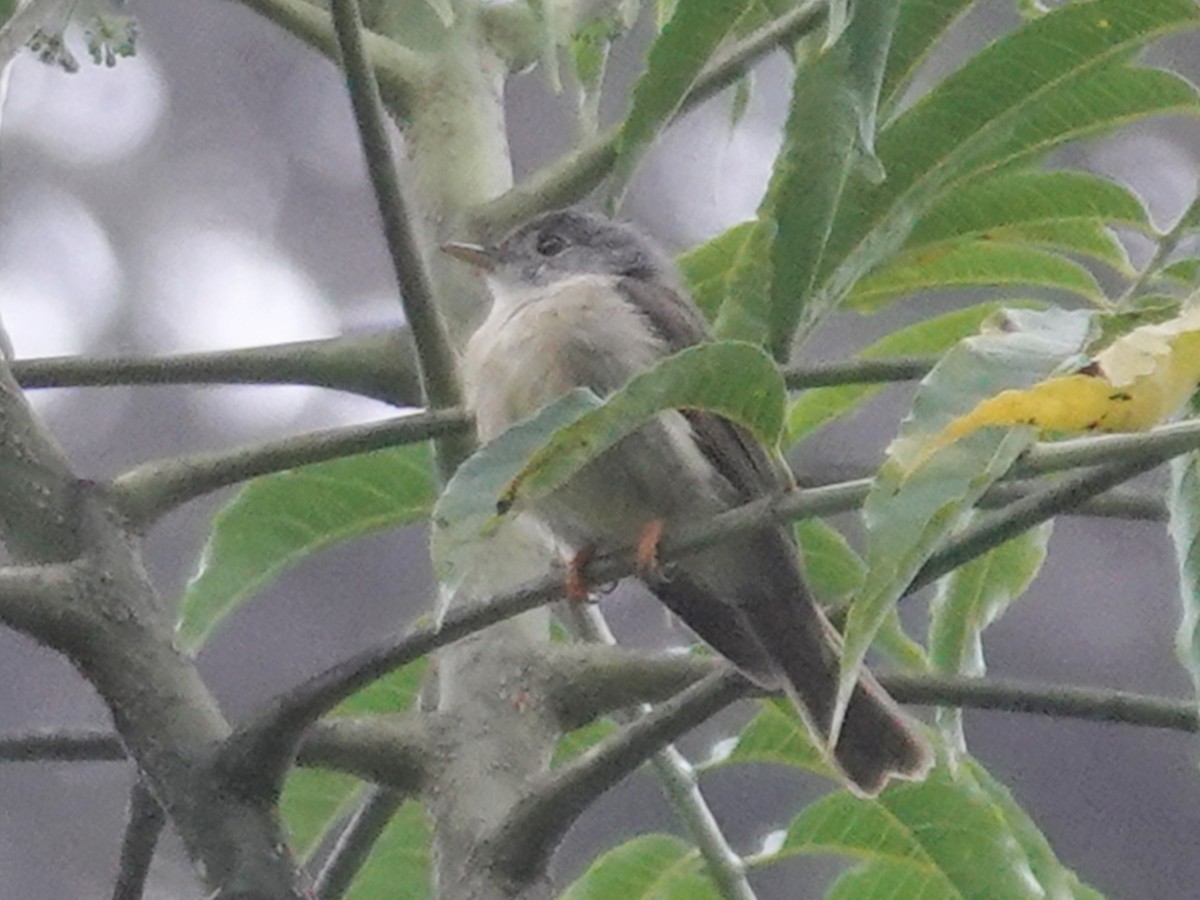 Yellow-legged Flyrobin - ML623114156