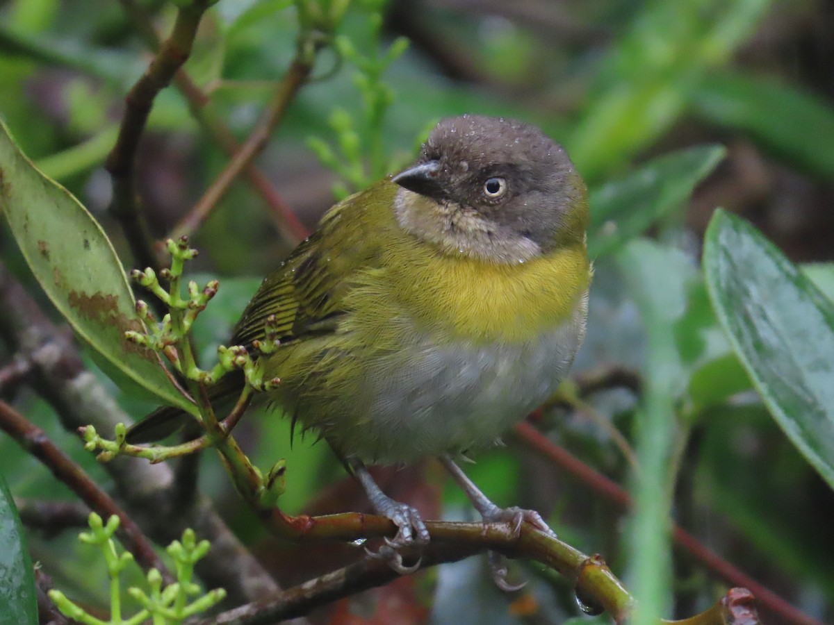 Common Chlorospingus (Northern Andes) - ML623114163