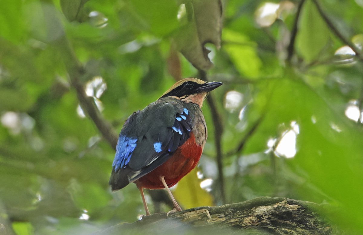 Green-breasted Pitta - ML623114196