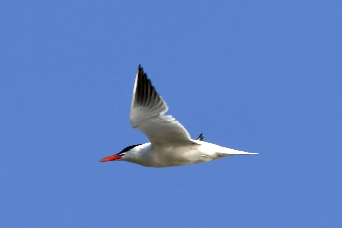 Caspian Tern - Brett Hillman