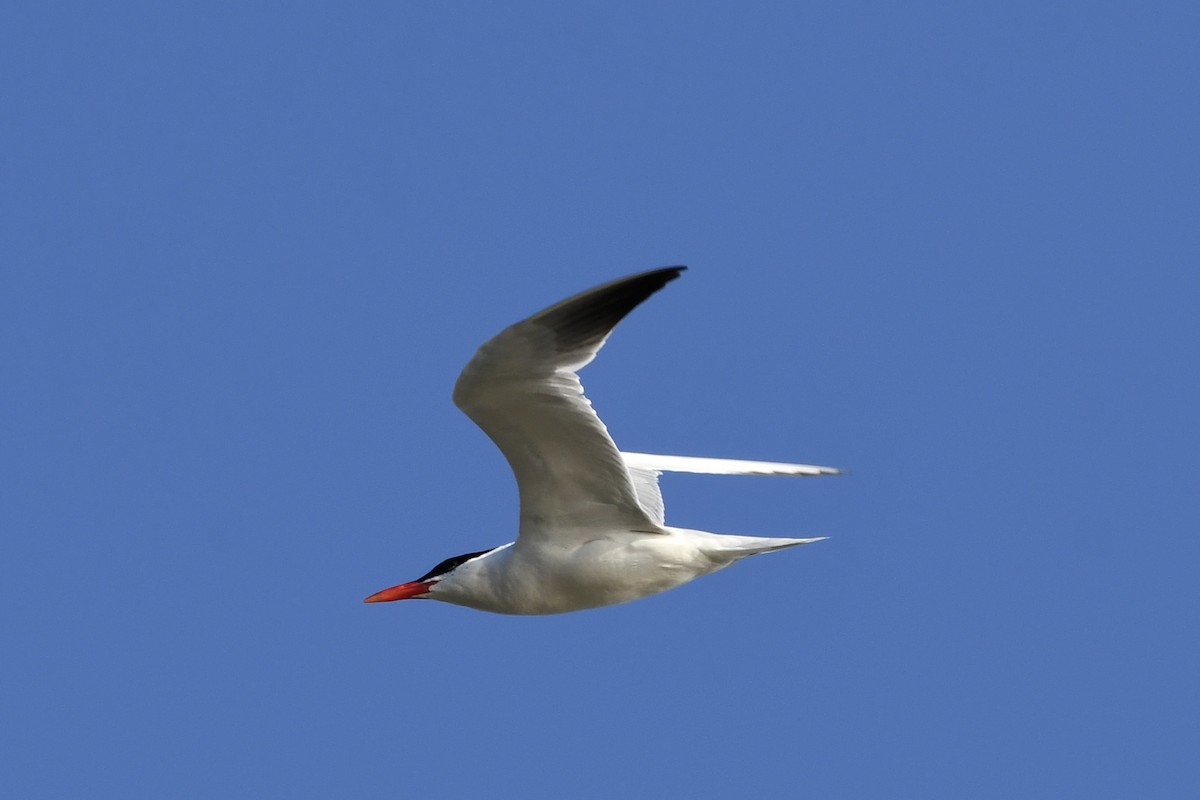 Caspian Tern - ML623114199