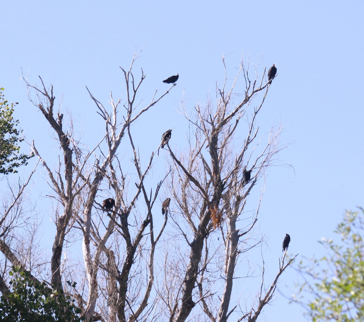 Turkey Vulture - Larry Bennett