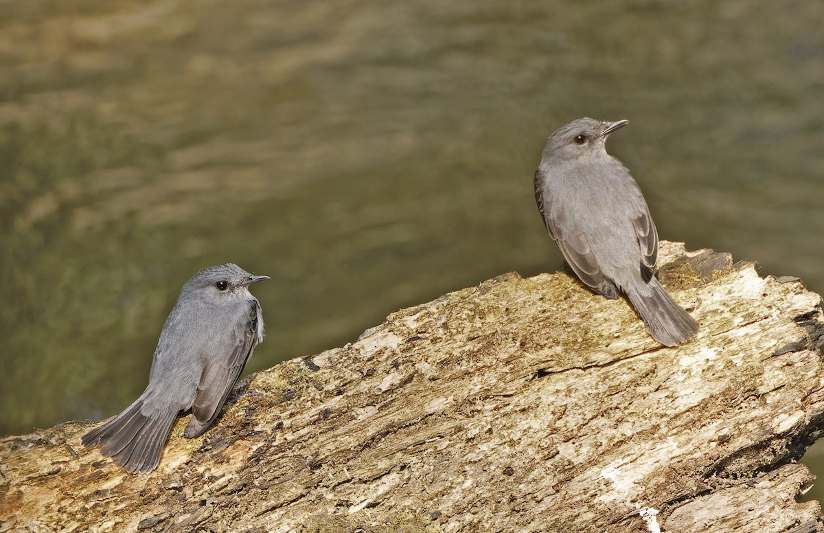 Cassin's Flycatcher - ML623114264