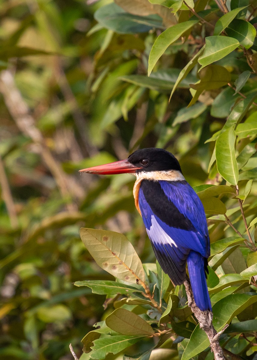 Black-capped Kingfisher - ML623114268