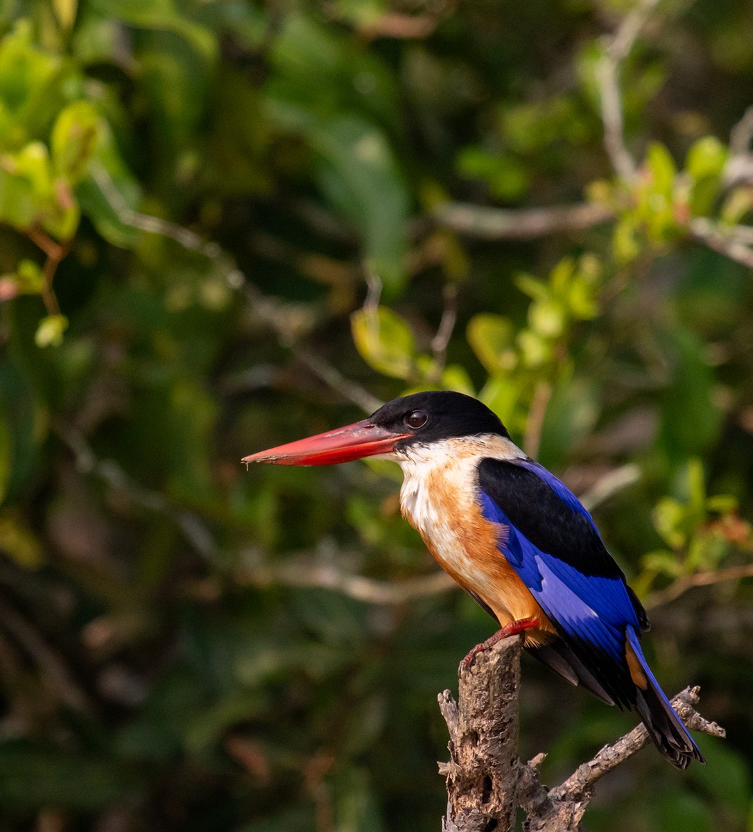 Black-capped Kingfisher - ML623114269