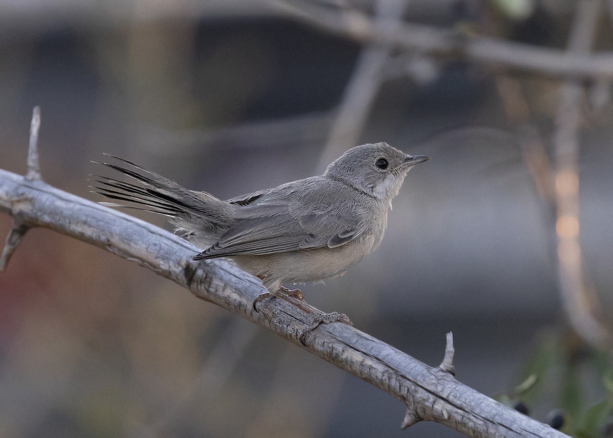 Menetries's Warbler - ML623114309