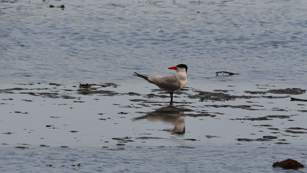 Caspian Tern - ML623114348