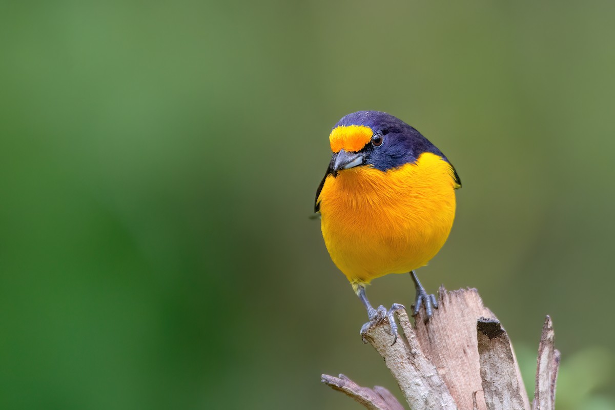 Violaceous Euphonia - ML623114426