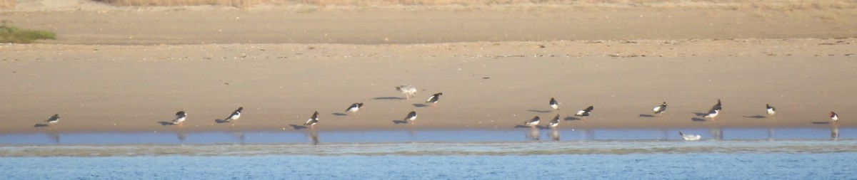 Eurasian Oystercatcher - ML623114456