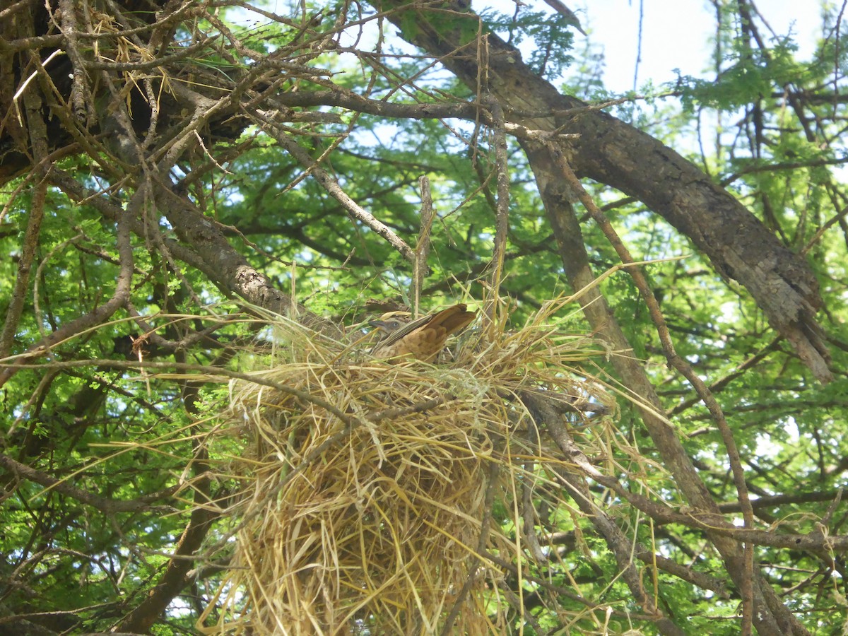 Rufous-tailed Weaver - ML623114516