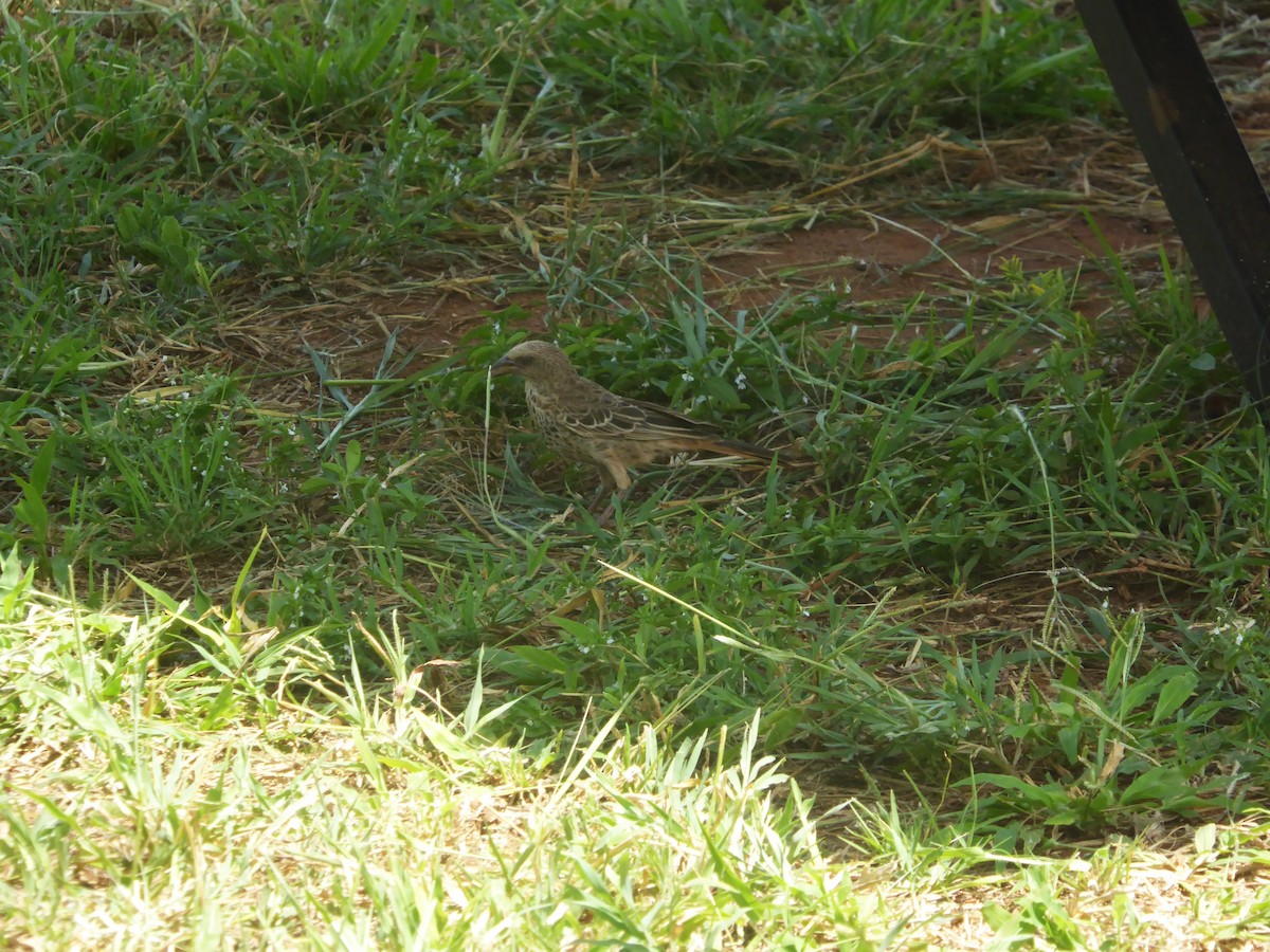 Rufous-tailed Weaver - ML623114530