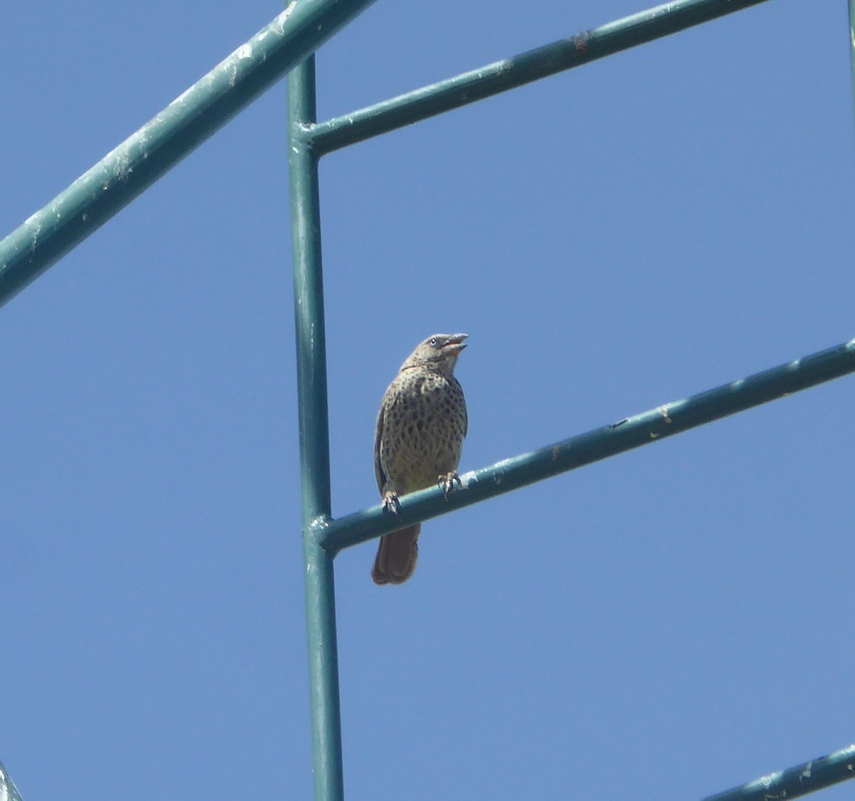 Rufous-tailed Weaver - ML623114535