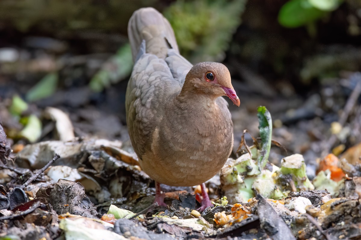 Ruddy Quail-Dove - ML623114569