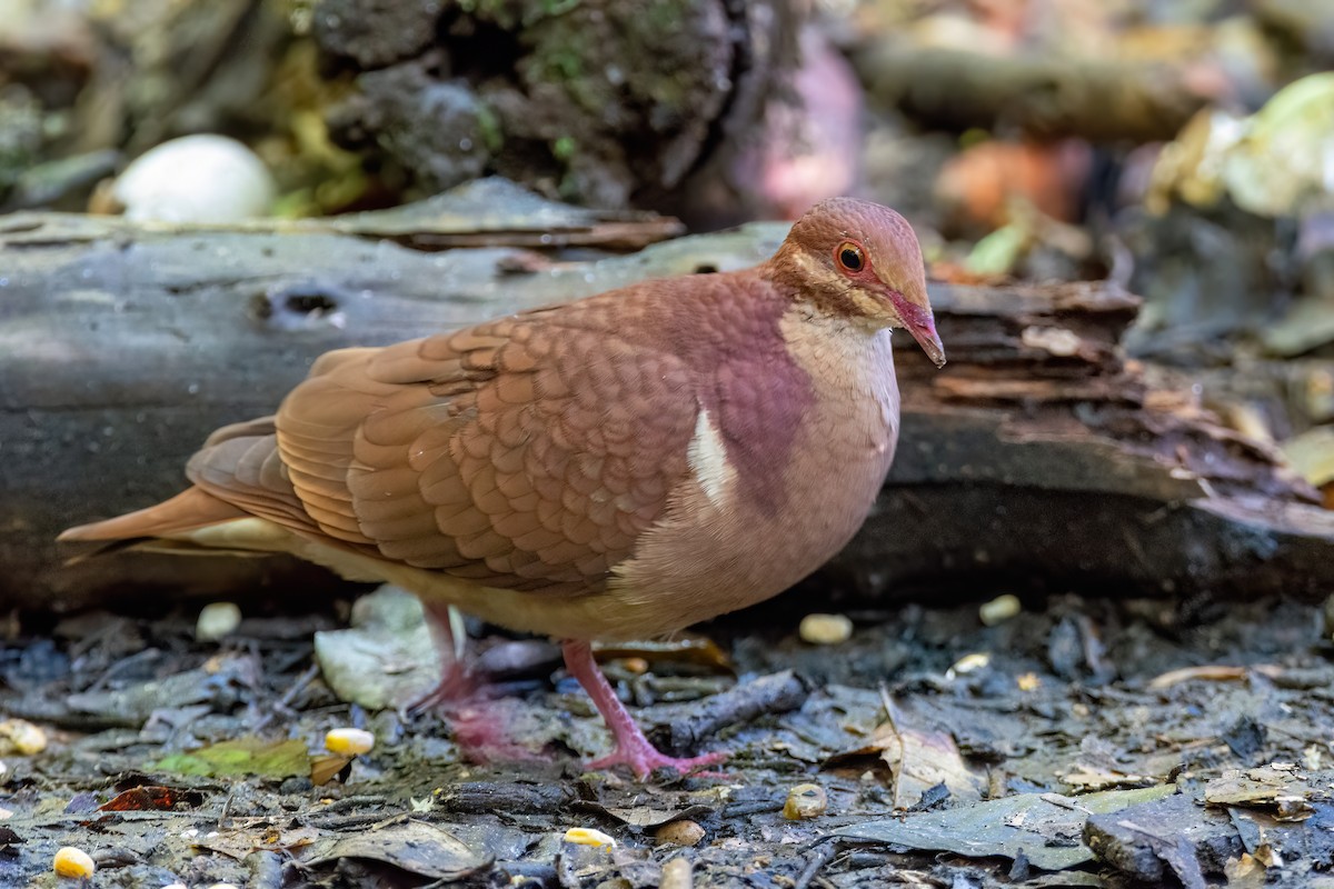 Ruddy Quail-Dove - ML623114570