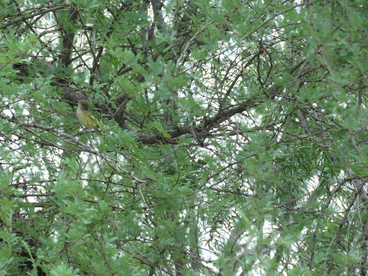 White-eyed Vireo - Dell Little cc