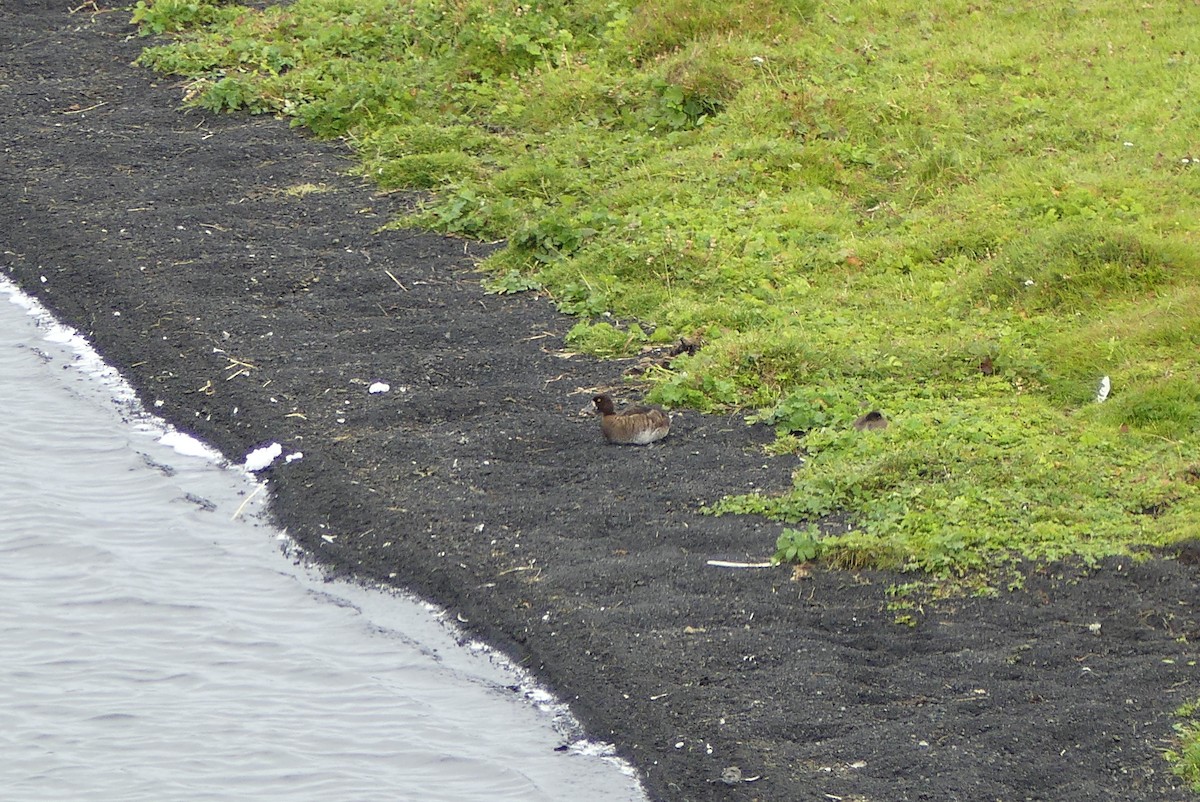 Greater Scaup - ML623114620