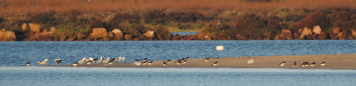 Eurasian Oystercatcher - Pedro Moreira