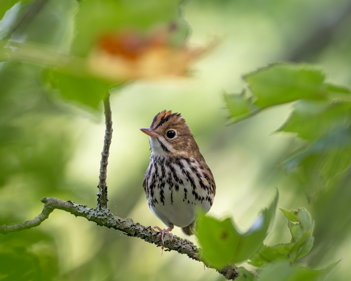 Ovenbird - ML623114658