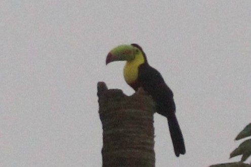 Keel-billed Toucan - ML623114680