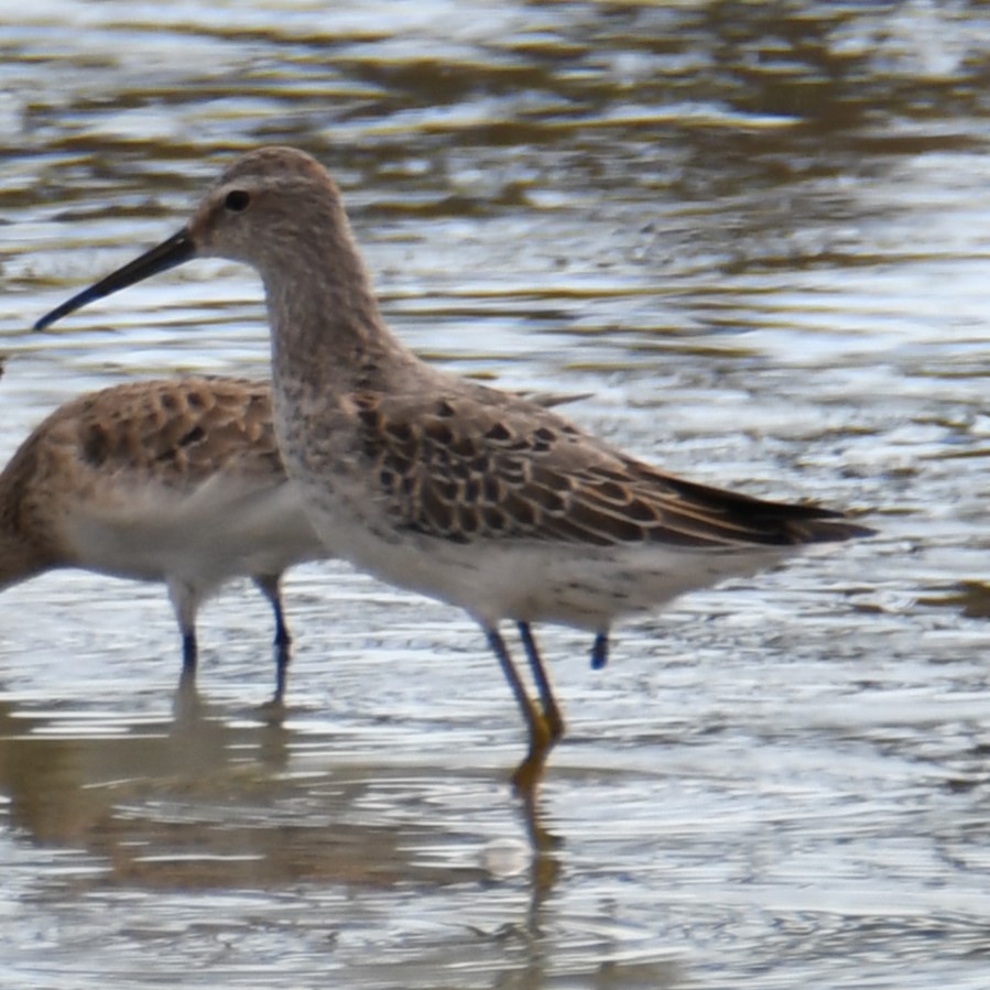 Stilt Sandpiper - ML623114686
