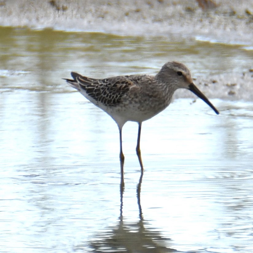 Stilt Sandpiper - ML623114687