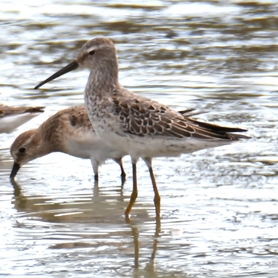 Stilt Sandpiper - ML623114688
