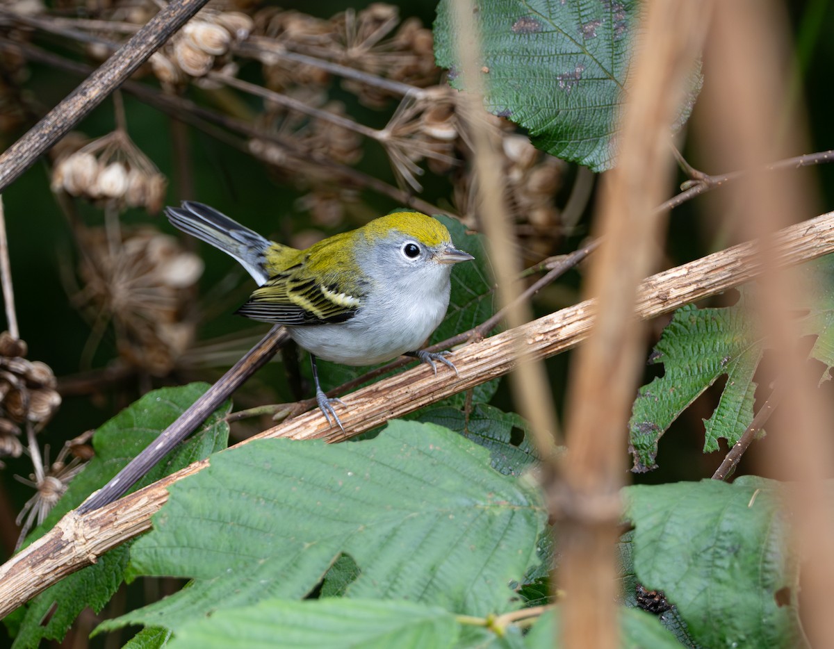 Chestnut-sided Warbler - ML623114700