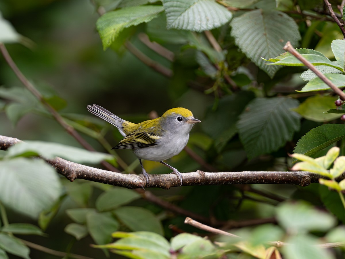 Chestnut-sided Warbler - ML623114701