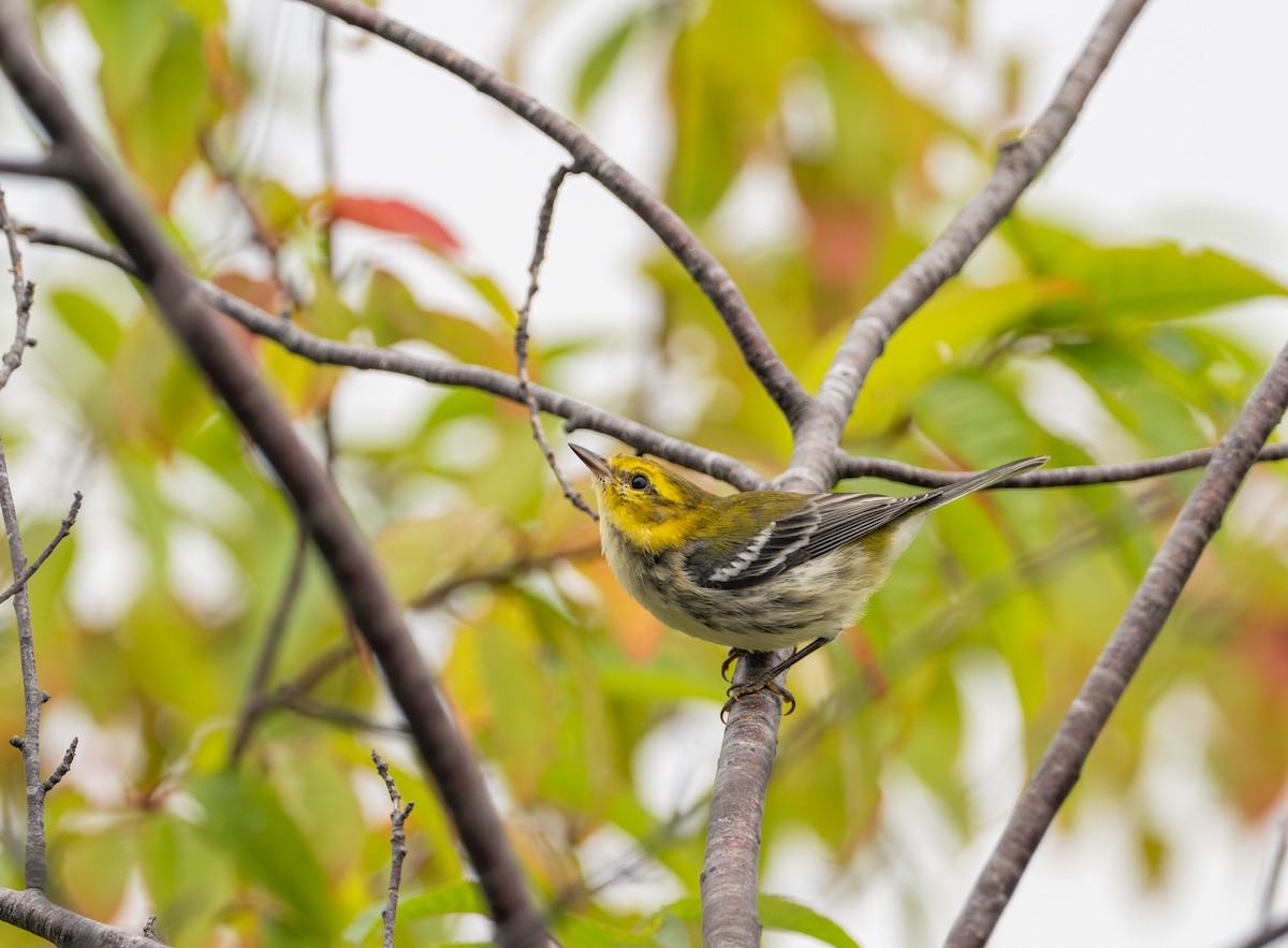 Black-throated Green Warbler - ML623114710