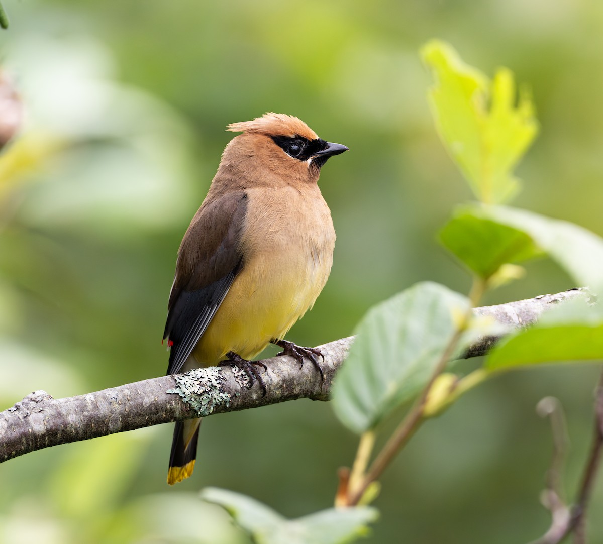 Cedar Waxwing - ML623114712