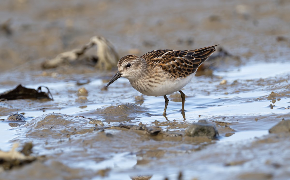 Least Sandpiper - ML623114769