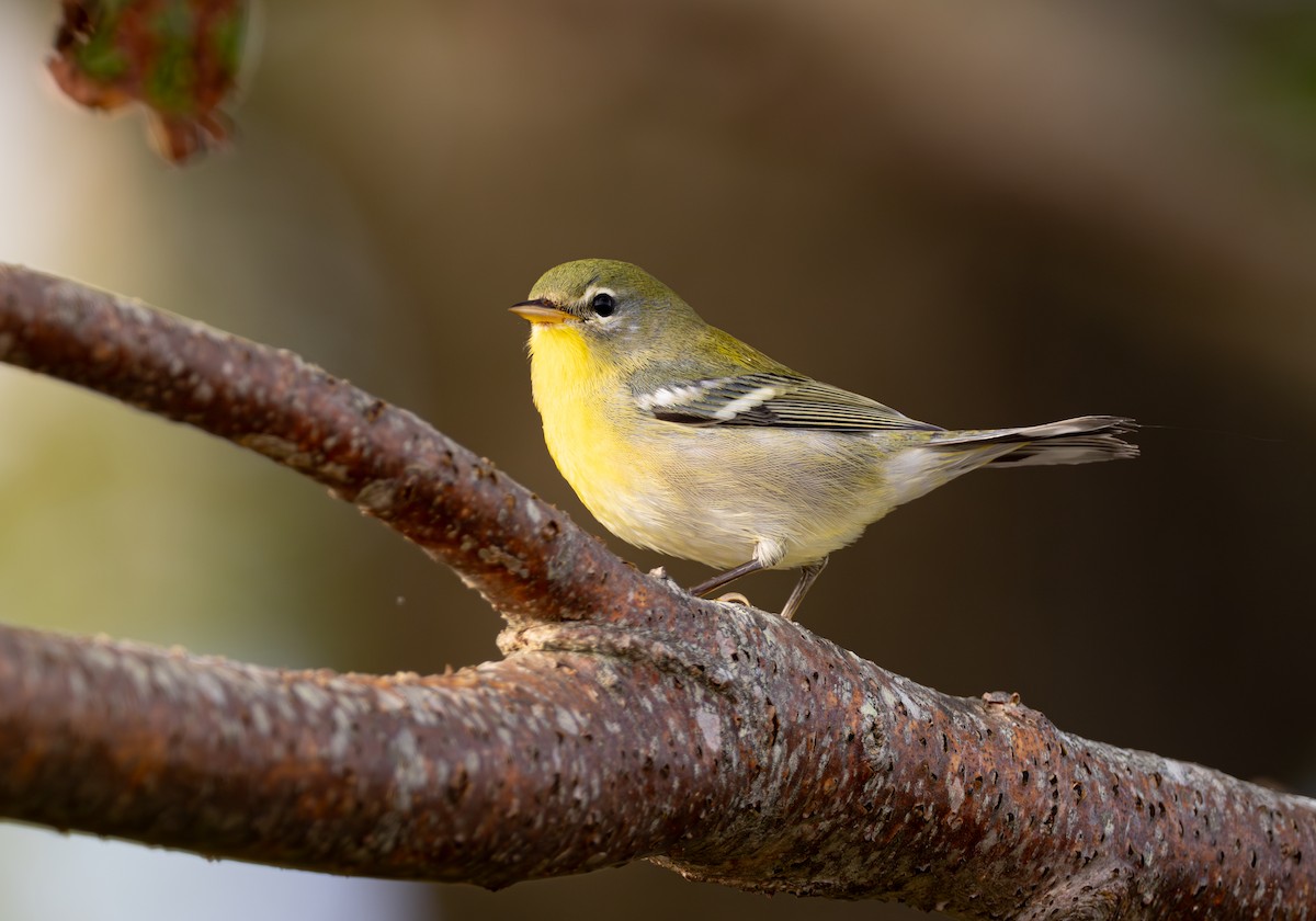 Northern Parula - ML623114771