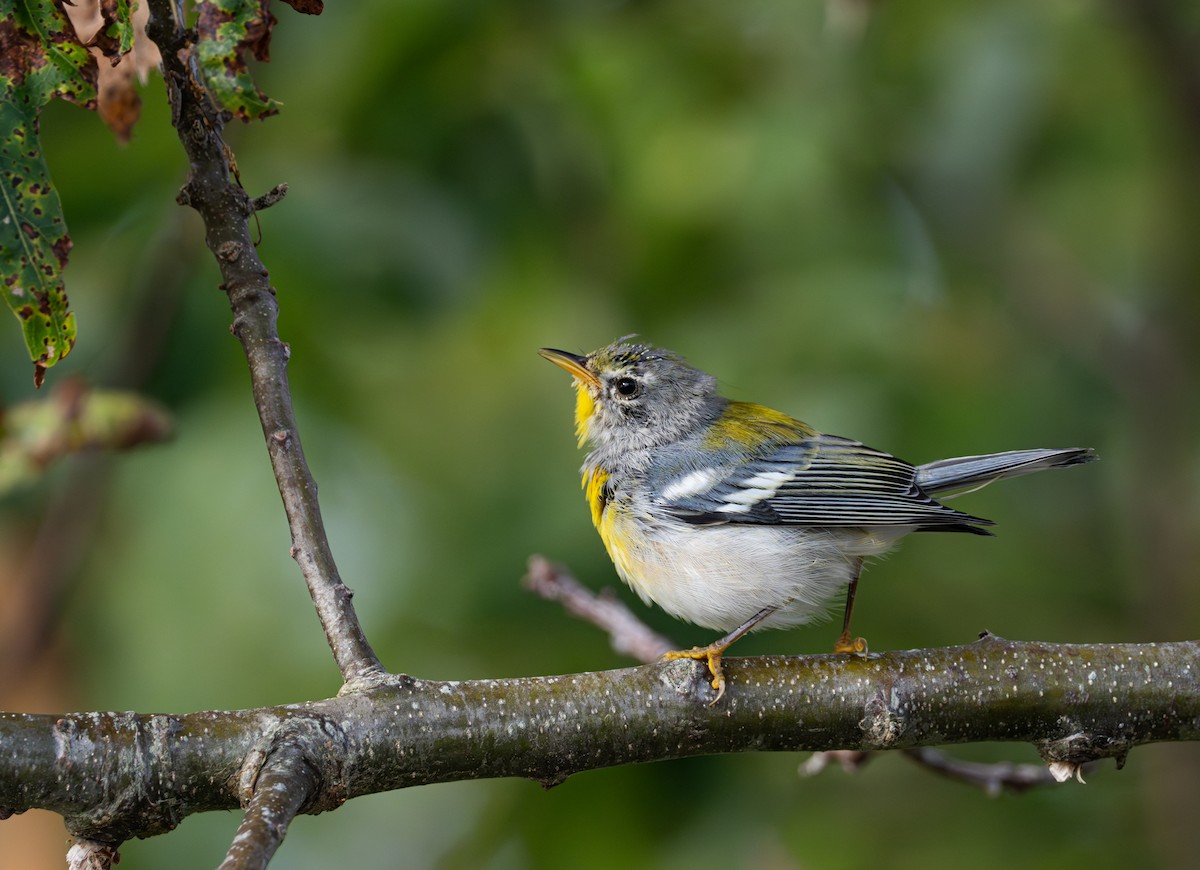 Northern Parula - Lawrence Rhoads