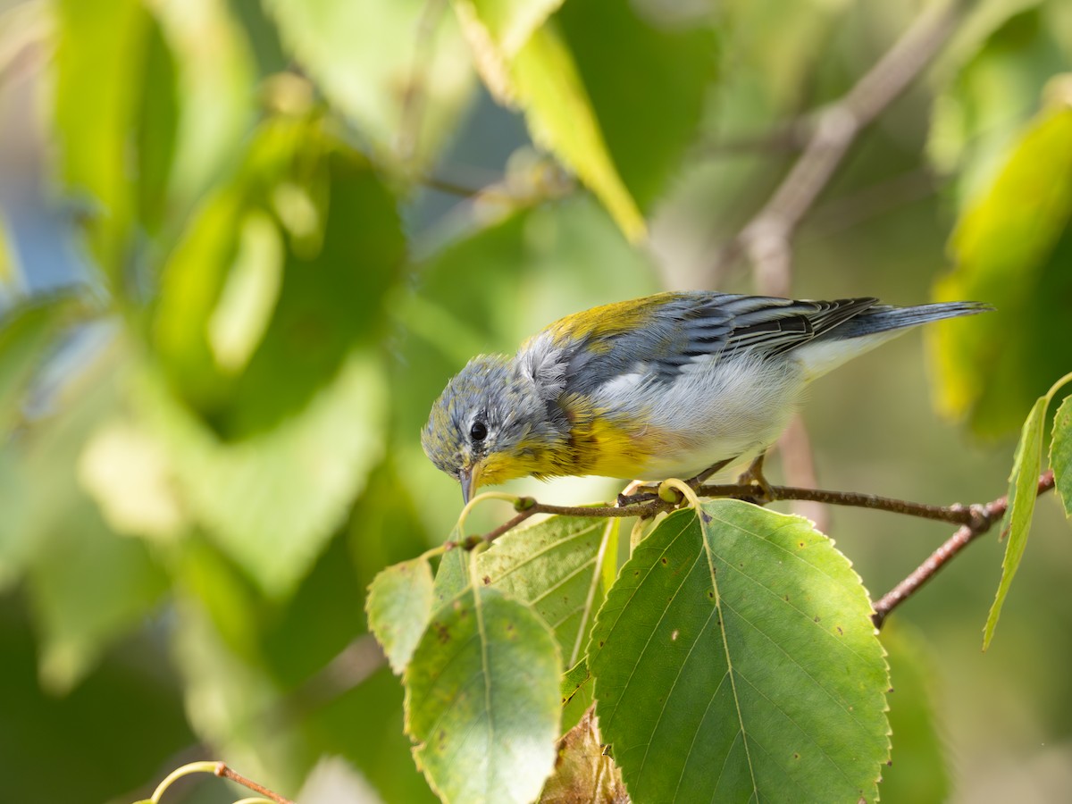 Northern Parula - ML623114773