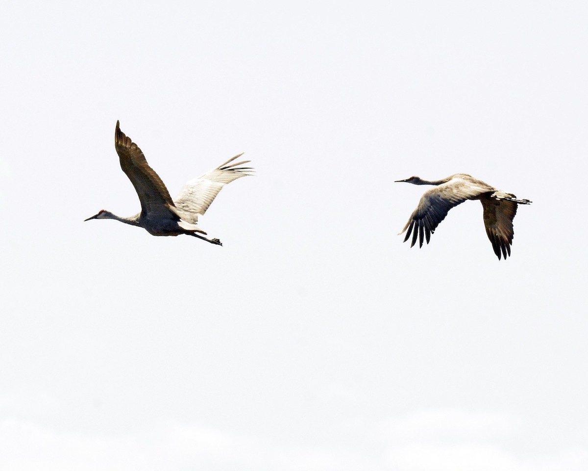 Sandhill Crane - ML623114787