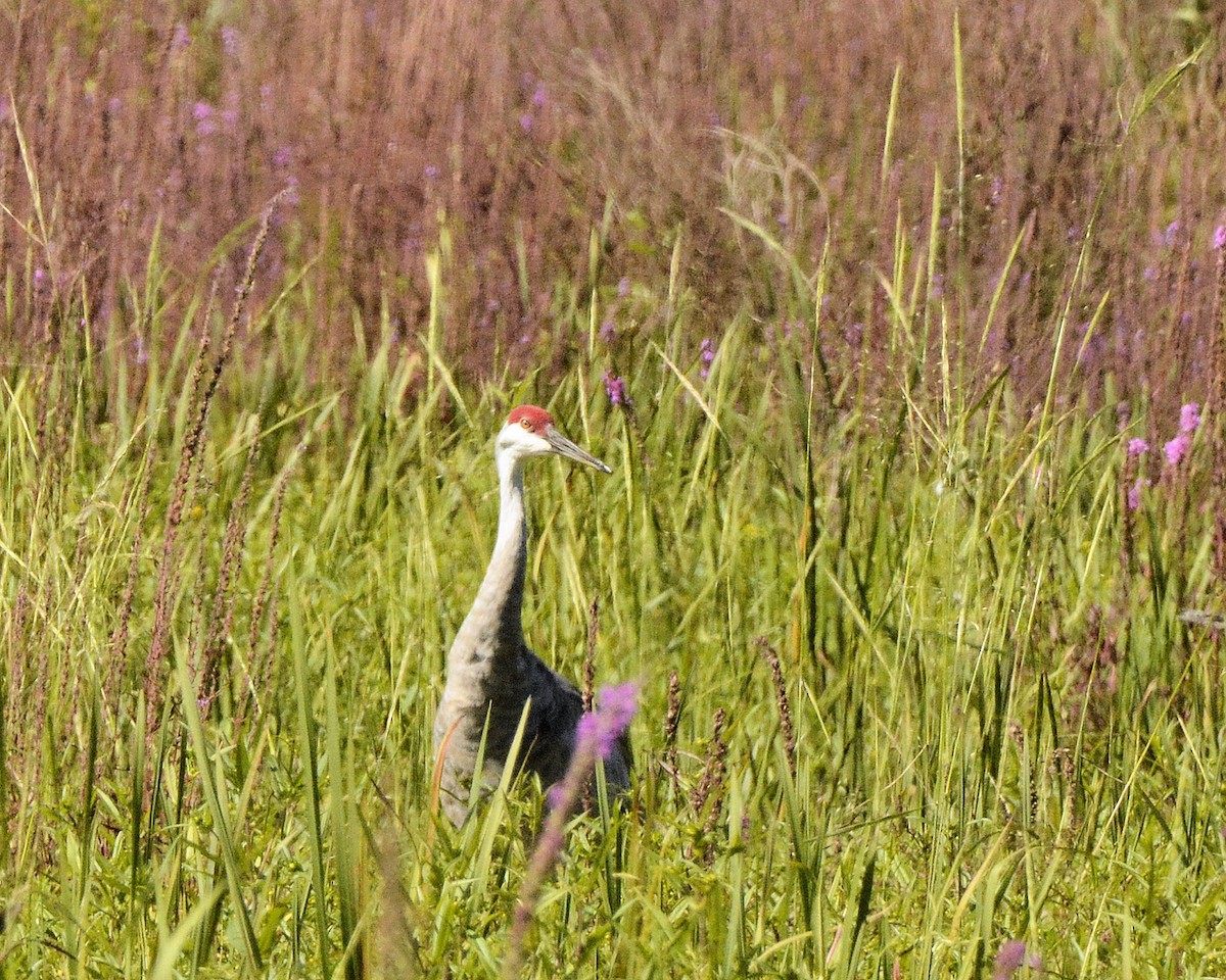 Sandhill Crane - ML623114790