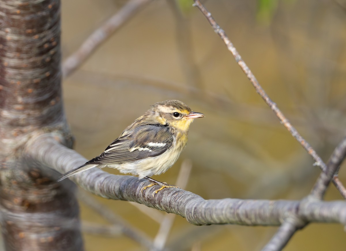 Blackburnian Warbler - ML623114831