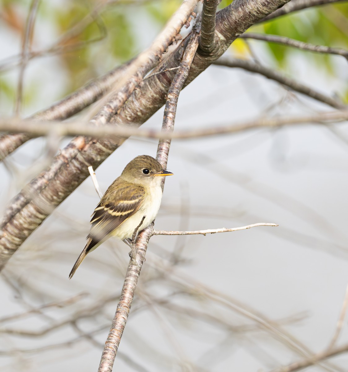 Least Flycatcher - ML623114835