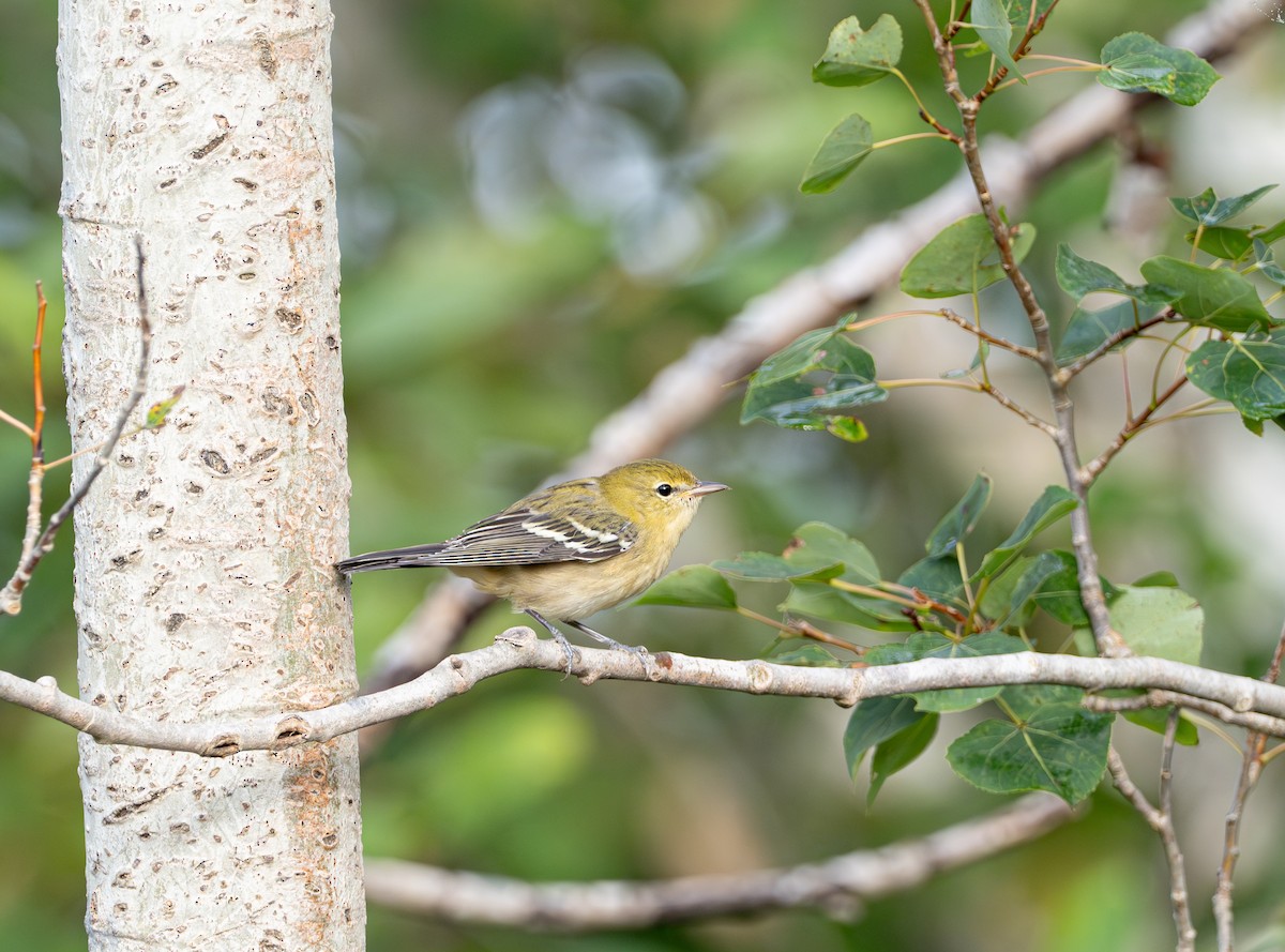 Bay-breasted Warbler - ML623114837