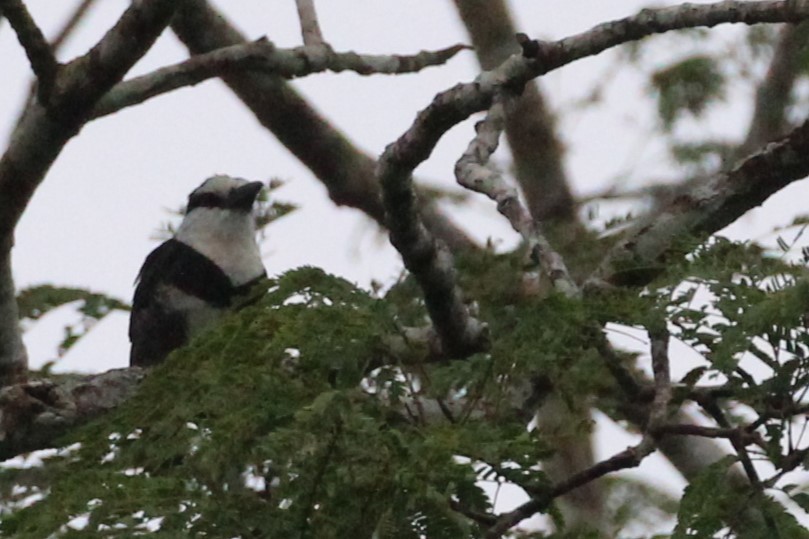 White-necked Puffbird - ML623114861