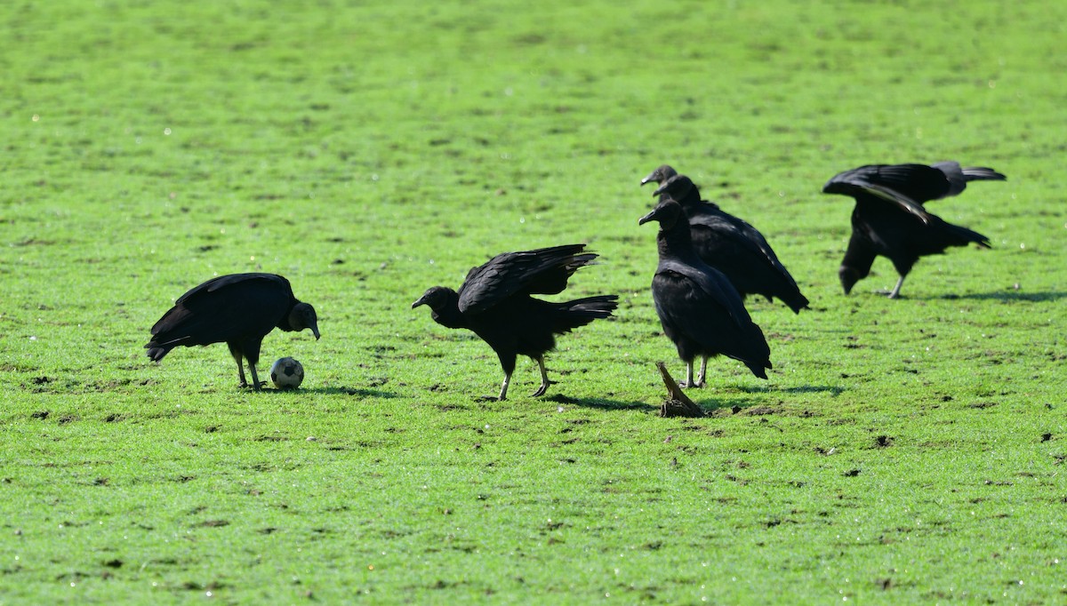 Black Vulture - ML623114903