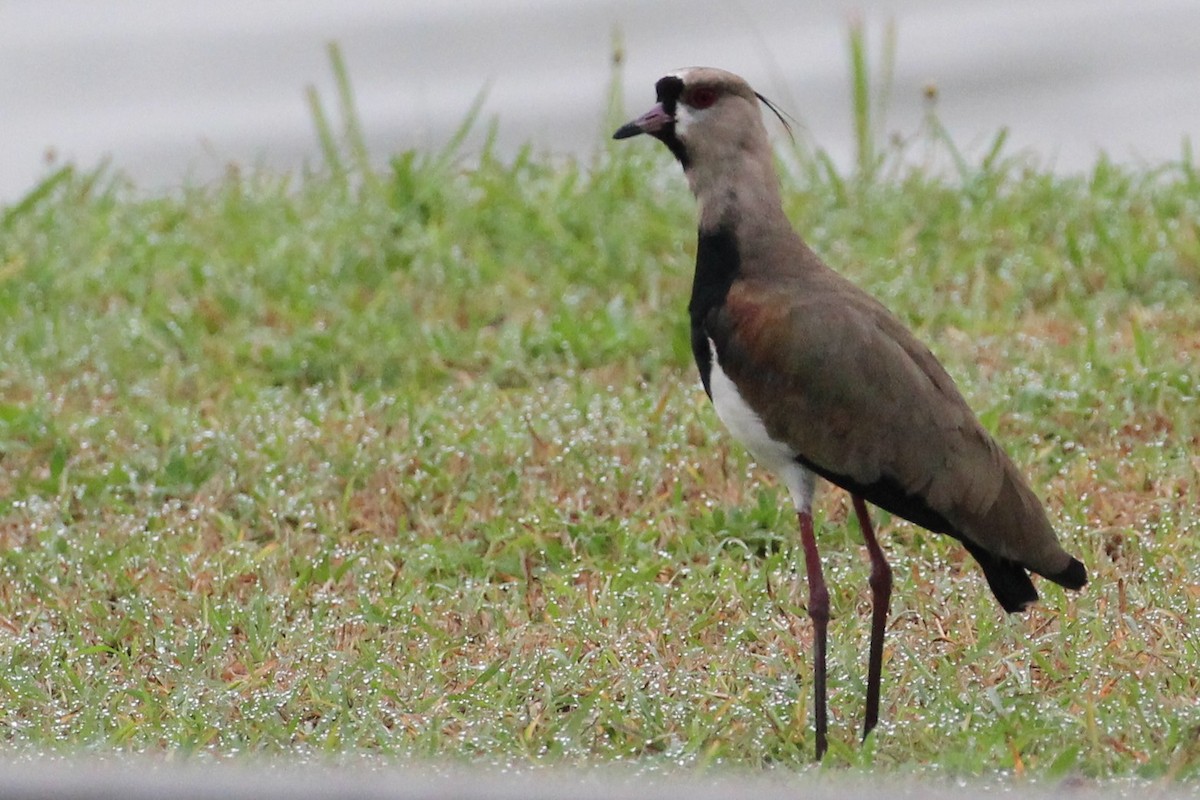 Southern Lapwing - ML623114943