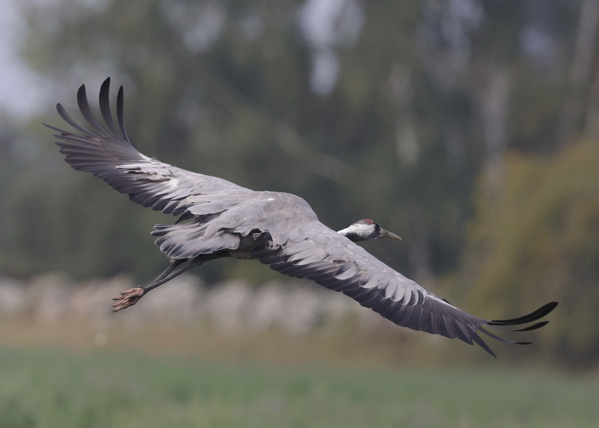 Common Crane - Mats  Wallin