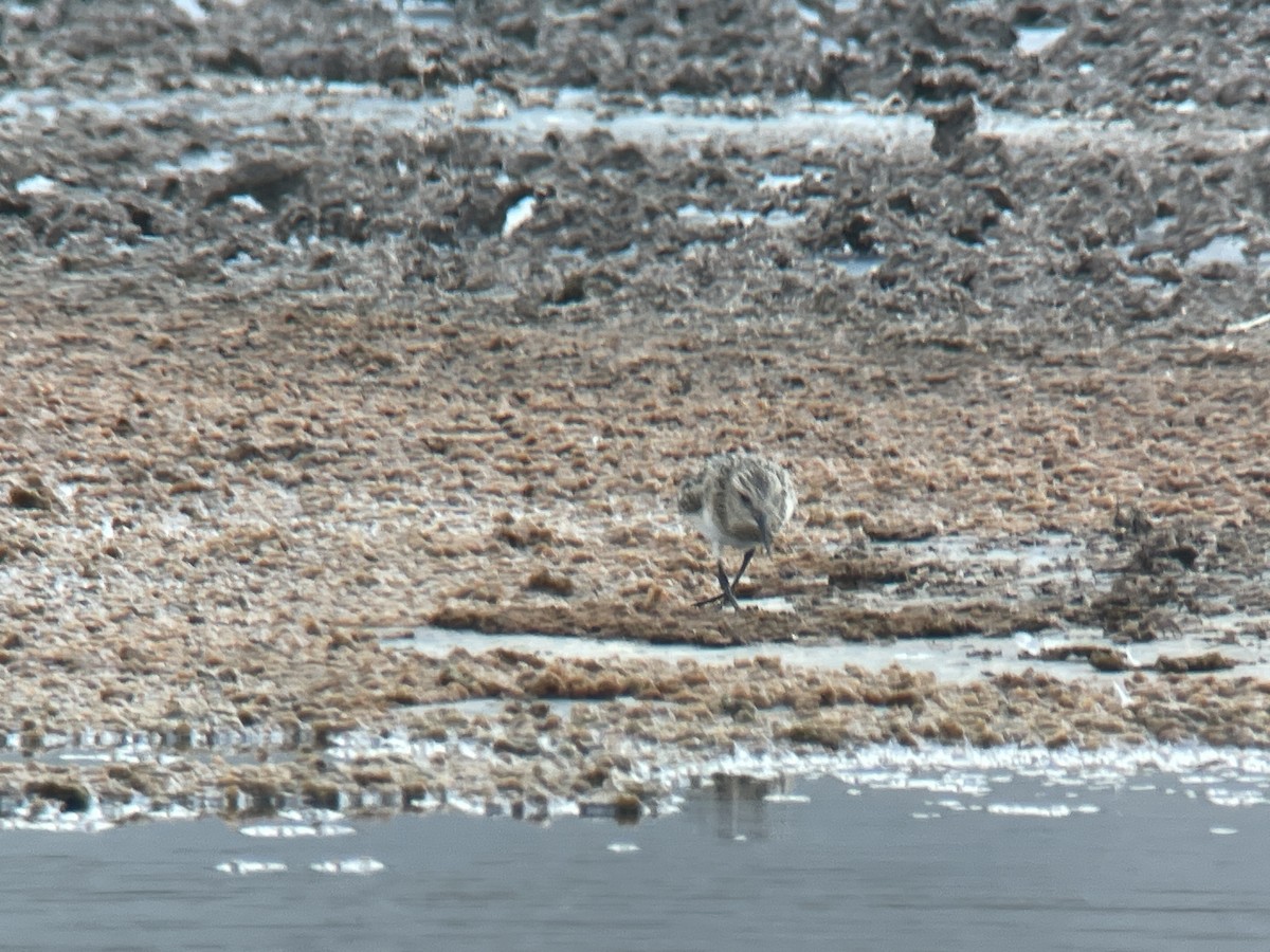 Baird's Sandpiper - David Johnston