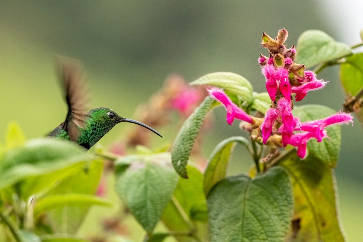 Samtbauchkolibri - ML623115079