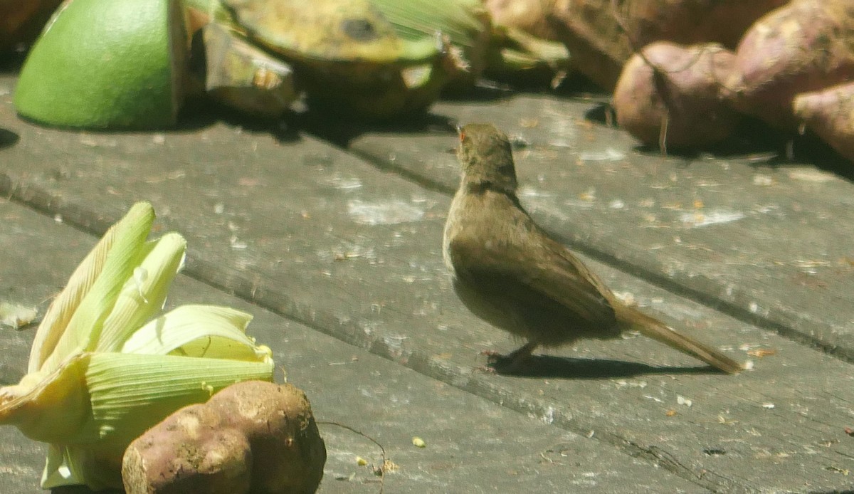 Red-eyed Bulbul - ML623115097